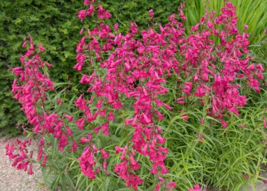 Purpurskæg Penstemon hartwegii 'Andenken an Friedrich Hahn' 5-10 potte P9 Penstemon hartwegii 'Andenken an Friedrich Hahn'