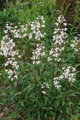 Penstemon digitalis 'Husker Red'