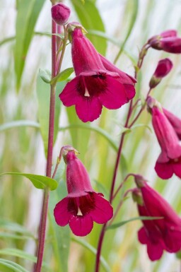 Rød penstemon Penstemon 'Rich Ruby' 5-10 potte P9 Penstemon 'Rich Ruby'