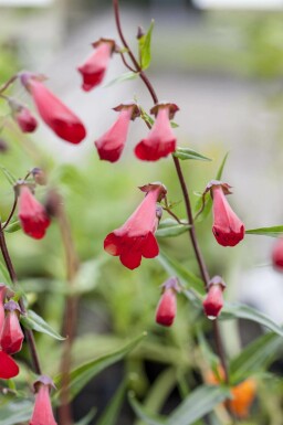 Penstemon hartwegii 'Paul Schönholzer'