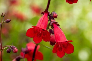 Penstemon hartwegii 'Paul Schönholzer'