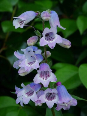 Penstemon 'Sour Grapes'