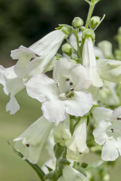 Hvid penstemon Penstemon 'White Bedder' 5-10 potte P9 Penstemon 'White Bedder'