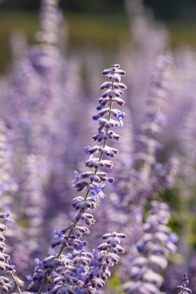 Russisk salvie Perovskia atriplicifolia 'Lacey Blue' 5-10 potte P9 Perovskia atriplicifolia 'Lacey Blue'