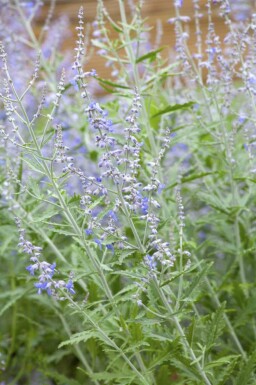 Russisk salvie Perovskia atriplicifolia 'Lacey Blue' 5-10 potte P9 Perovskia atriplicifolia 'Lacey Blue'