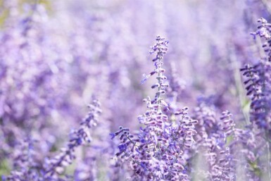 Russisk salvie Perovskia atriplicifolia 'Lacey Blue' 5-10 potte P9 Perovskia atriplicifolia 'Lacey Blue'