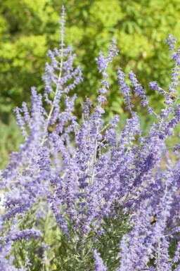 Russisk salvie Perovskia atriplicifolia 'Little Spire' 5-10 potte P9 Perovskia atriplicifolia 'Little Spire'