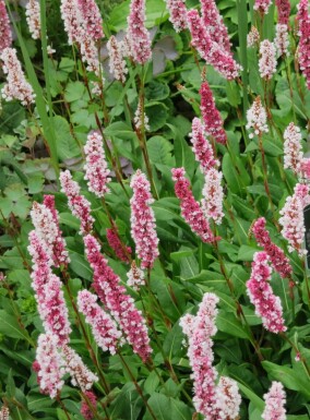 Tæppedannende pileurt Persicaria affinis 5-10 potte P9 Persicaria affinis