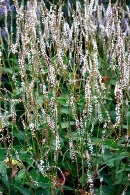 Kerte-pileurt Persicaria amplexicaulis 'Alba' 5-10 potte P9 Persicaria amplexicaulis 'Alba'