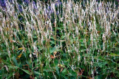 Kerte-pileurt Persicaria amplexicaulis 'Alba' 5-10 potte P9 Persicaria amplexicaulis 'Alba'