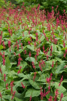 Pileurt Persicaria amplexicaulis 'Blackfield' 5-10 potte P9 Persicaria amplexicaulis 'Blackfield'