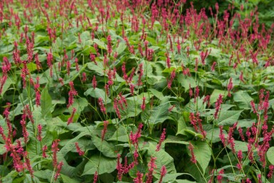 Pileurt Persicaria amplexicaulis 'Blackfield' 5-10 potte P9 Persicaria amplexicaulis 'Blackfield'