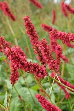 Pileurt Persicaria amplexicaulis 'Fat Domino' 5-10 potte P9 Persicaria amplexicaulis 'Fat Domino'