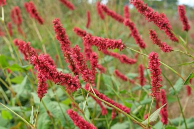 Pileurt Persicaria amplexicaulis 'Fat Domino' 5-10 potte P9 Persicaria amplexicaulis 'Fat Domino'