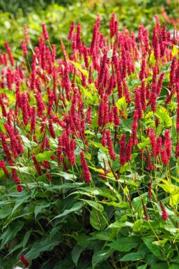 Slangeurt Persicaria amplexicaulis 5-10 potte P9 Persicaria amplexicaulis