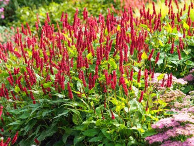 Slangeurt Persicaria amplexicaulis 5-10 potte P9 Persicaria amplexicaulis