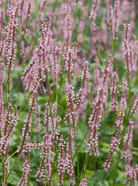 Pileurt Persicaria amplexicaulis 'Rosea' 5-10 potte P9 Persicaria amplexicaulis 'Rosea'