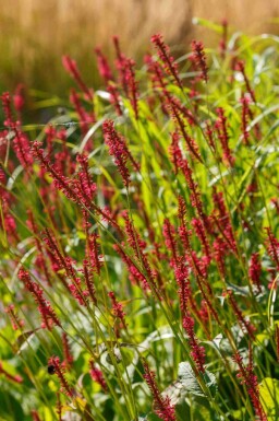 Kertepileurt Persicaria amplexicaulis 'Taurus' 5-10 potte P9 Persicaria amplexicaulis 'Taurus'