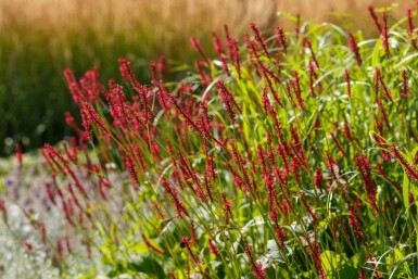 Kertepileurt Persicaria amplexicaulis 'Taurus' 5-10 potte P9 Persicaria amplexicaulis 'Taurus'