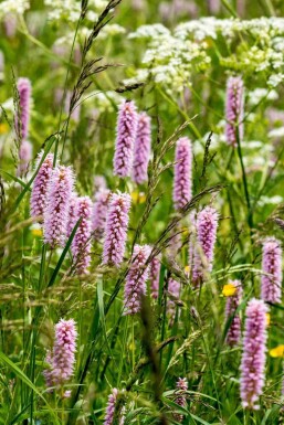 Slangeurt Persicaria bistorta 5-10 potte P9 Persicaria bistorta