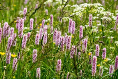 Slangeurt Persicaria bistorta 5-10 potte P9 Persicaria bistorta