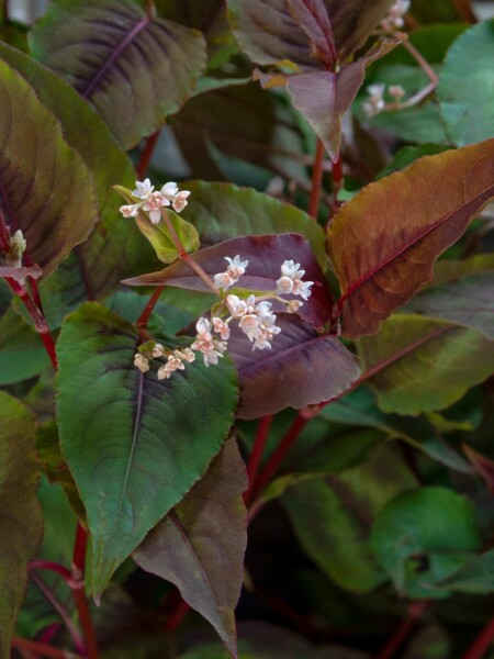 Rød drage Persicaria microcephala 'Red Dragon' 5-10 potte P9 Persicaria microcephala 'Red Dragon'