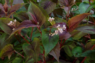 Rød drage Persicaria microcephala 'Red Dragon' 5-10 potte P9 Persicaria microcephala 'Red Dragon'