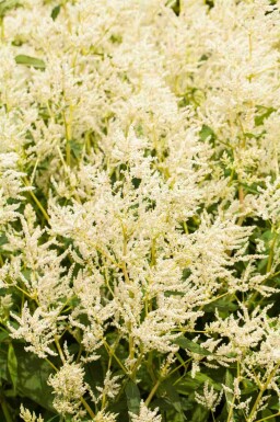 Kæmpepileurt Persicaria polymorpha 5-10 potte P9 Persicaria polymorpha