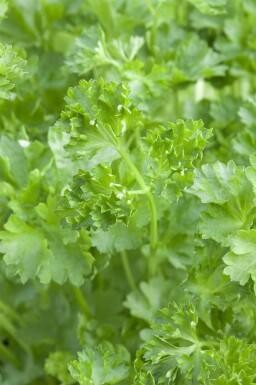 Persille Petroselinum crispum 5-10 potte P9 Petroselinum crispum