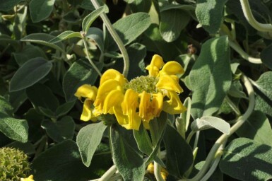 Gul løvehale Phlomis fruticosa 5-10 potte P9 Phlomis fruticosa