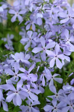 Blå floks Phlox divaricata 'Clouds of Perfume' 5-10 potte P9 Phlox divaricata 'Clouds of Perfume'