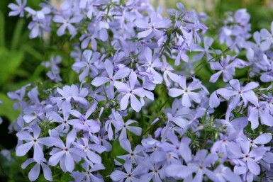 Blå floks Phlox divaricata 'Clouds of Perfume' 5-10 potte P9 Phlox divaricata 'Clouds of Perfume'