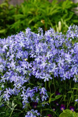 Blå floks Phlox divaricata 5-10 potte P9 Phlox divaricata
