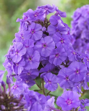 Floks Phlox paniculata 'Amethyst' 5-10 potte P9 Phlox paniculata 'Amethyst'
