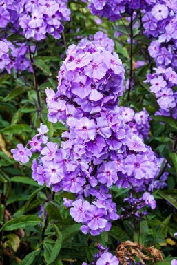 Floks Phlox paniculata 'Blue Paradise' 5-10 potte P9 Phlox paniculata 'Blue Paradise'