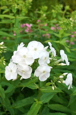 Høstfloks Phlox paniculata 'David' 5-10 potte P9 Phlox paniculata 'David'
