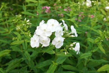 Høstfloks Phlox paniculata 'David' 5-10 potte P9 Phlox paniculata 'David'