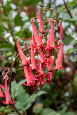 Kapfakkel Phygelius capensis 5-10 potte P9 Phygelius capensis