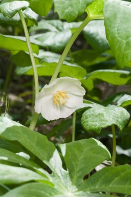Fodblad Podophyllum peltatum 5-10 potte P9 Podophyllum peltatum