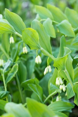Stor konval Polygonatum multiflorum 5-10 potte P9 Polygonatum multiflorum