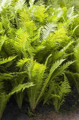 Skovbregne Polystichum aculeatum 5-10 potte P9 Polystichum aculeatum