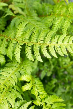 Skovbregne Polystichum aculeatum 5-10 potte P9 Polystichum aculeatum