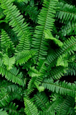 Fjerbregne Polystichum munitum 5-10 potte P9 Polystichum munitum