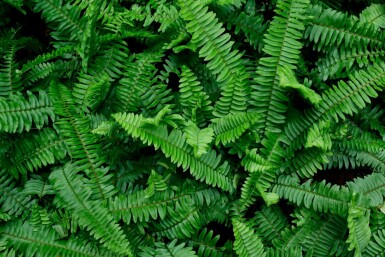 Fjerbregne Polystichum munitum 5-10 potte P9 Polystichum munitum