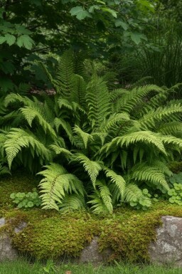 Bregne Polystichum setiferum 'Dahlem' 5-10 potte P9 Polystichum setiferum 'Dahlem'