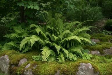 Bregne Polystichum setiferum 'Dahlem' 5-10 potte P9 Polystichum setiferum 'Dahlem'