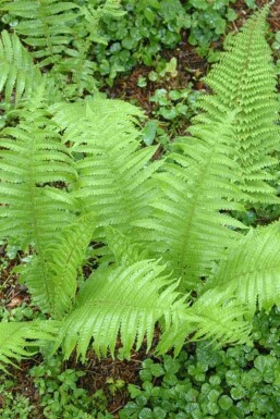 Bregne Polystichum setiferum 'Proliferum' 5-10 potte P9 Polystichum setiferum 'Proliferum'