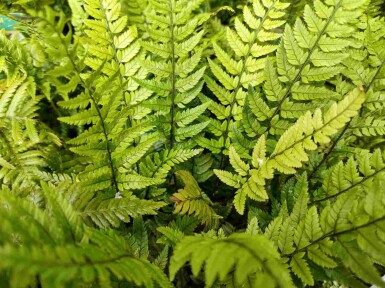 Koreansk bregne Polystichum tsussimense 5-10 potte P9 Polystichum tsussimense