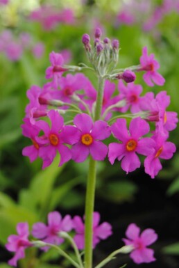 Primula Primula beesiana 5-10 potte P9 Primula beesiana