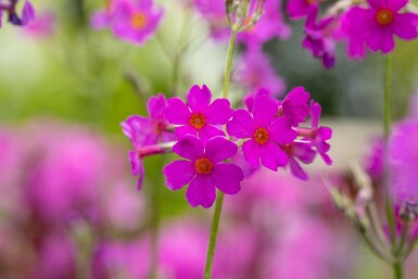 Primula Primula beesiana 5-10 potte P9 Primula beesiana